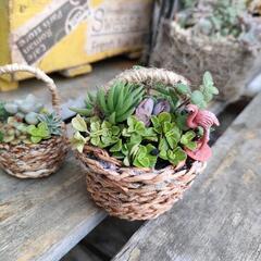 多肉の寄植え