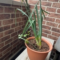 花壇一つ　受け渡し決めました