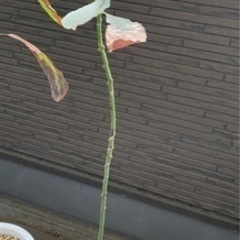 アボカド 苗木