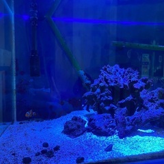 ★決まりました★ 海水魚　90センチ水槽　一式  の画像