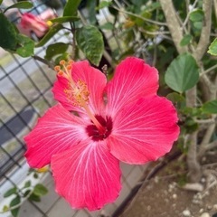 30代女🌺沖縄移住☀️お友達に募集🏝 - メンバー募集