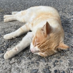 30代女🌺沖縄移住☀️お友達に募集🏝