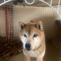 9歳オス柴犬
