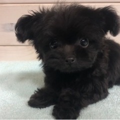★ティーカッププードル・ブリーダー！！！週1日からOK！全額日払い可能！時期1300円スタート！トリマーさん募集！の画像