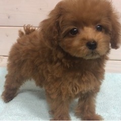 ★ティーカッププードル・ブリーダー！！！週1日からOK！全額日払い可能！時期1300円スタート！トリマーさん募集！の画像