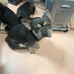 ★ティーカッププードル・ブリーダー！！！週1日からOK！全額日払い可能！時期1300円スタート！トリマーさん募集！の画像