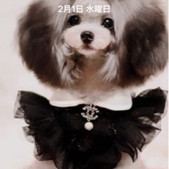 ★ティーカッププードル・ブリーダー！！！週1日からOK！全額日払い可能！時期1300円スタート！トリマーさん募集！の画像