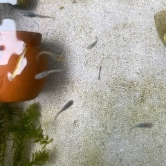 メダカ、お分けします。の画像