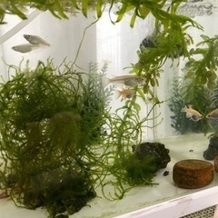 メダカ、お分けします。の画像