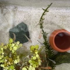 メダカ、お分けします。の画像