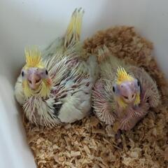 オカメインコ雛入りました✨