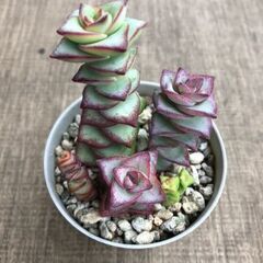 多肉植物　クラッスラ　星の王子＆小米星