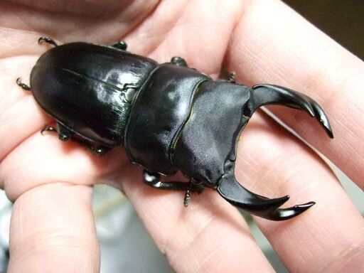福岡県産オオクワガタF10 ♂68.8ミリ ♀45.3ミリ ペア