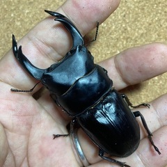 久留米産オオクワガタ