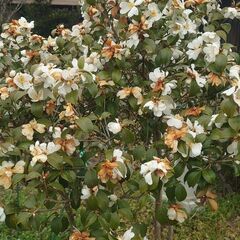 【移植適期！】カメリア・グライシー　Camellia grijsiiは、ツバキ科の植物の一種の画像