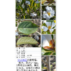 【移植適期！】カメリア・グライシー　Camellia grijsiiは、ツバキ科の植物の一種の画像