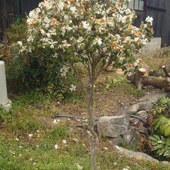 【移植は今です！】カメリア・グライシー

Camellia grijsiiは、ツバキ科の植物の一種
