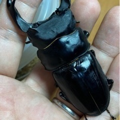 久留米産オオクワガタ ペア