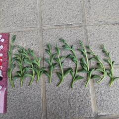 ドルフィンネックレス　カット苗10本