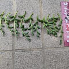 ドルフィンネックレス　カット苗10本の画像