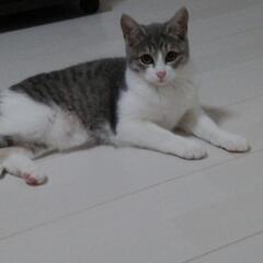 生後5ヶ月程の子猫です