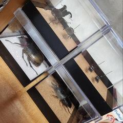 昆虫標本未展足(26日までに引き取りか発送)の画像
