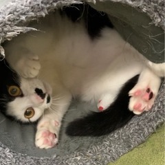 モフモフ•フワフワ♪膝乗り•抱っこ•おんぶ大好き♪元気で甘えん坊...