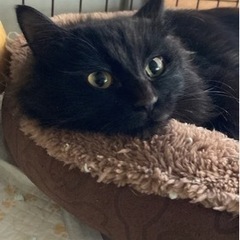 長毛の黒猫ビビちゃん