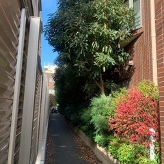 剪定　除草　伐採　抜根　消毒　防草シート施工　伊奈　上尾　蓮田　埼玉