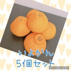 【決まりました】大きい伊予柑5個セット☆4月3日までに取りに来れる人！
