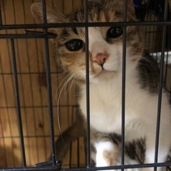 三毛猫3才