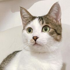 4/2譲渡会・奄美から来ました✨食いしん坊の塩顔イケメン・ミントくん
