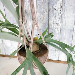 ビカクシダ ビーチィー プランツハンガー 　観葉植物の画像