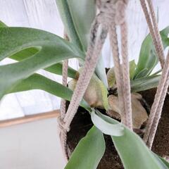 ビカクシダ ビーチィー プランツハンガー 　観葉植物の画像