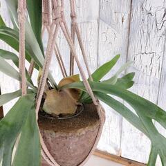 ビカクシダ ビーチィー プランツハンガー 　観葉植物の画像