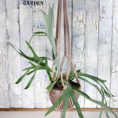 ビカクシダ ビーチィー プランツハンガー 　観葉植物