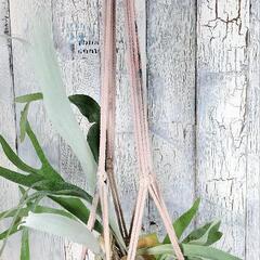 ビカクシダ ビーチィー プランツハンガー 　観葉植物の画像