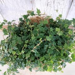 プミラ クエルギフォリア 　観葉植物の画像