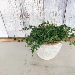 プミラ クエルギフォリア 　観葉植物