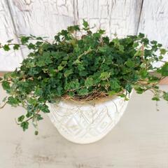 プミラ クエルギフォリア 　観葉植物の画像