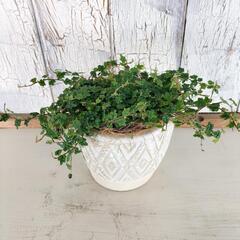 プミラ クエルギフォリア 　観葉植物の画像