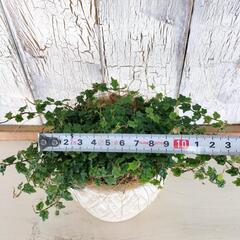 プミラ クエルギフォリア 　観葉植物の画像