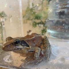 かわいい天然ニホンアカガエル(^^)