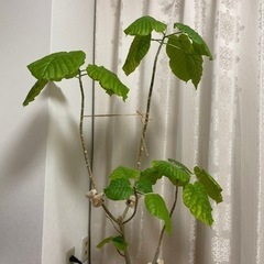 フィカス・ウンベラータ 鉢付き  