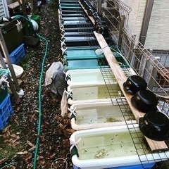 2025めだか販売します。の画像