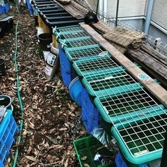 2025めだか販売します。の画像