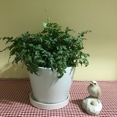 観葉植物　プテリス鉢植　差し上げます。