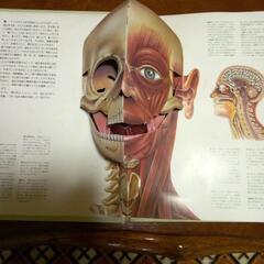 ヒトのからだ解剖学の画像