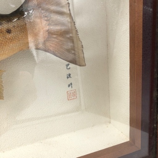 ブラウントラウト剥製　インテリア　釣り　魚（A403）