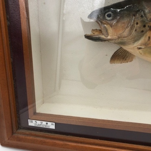 ブラウントラウト剥製　インテリア　釣り　魚（A403）